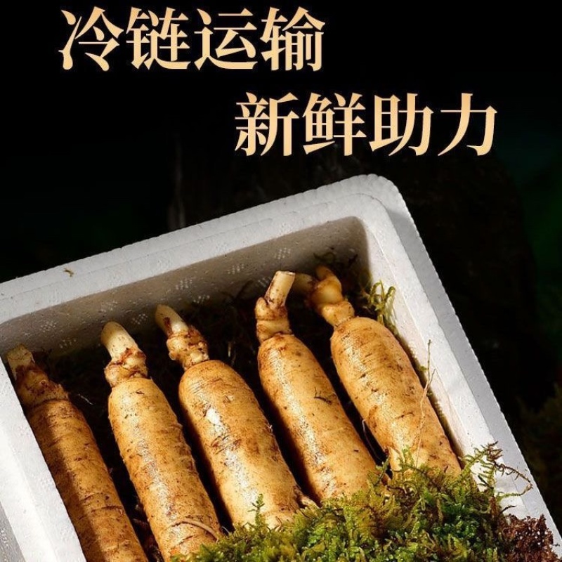 长白山新鲜人参产地批发现挖现售参农直销包邮