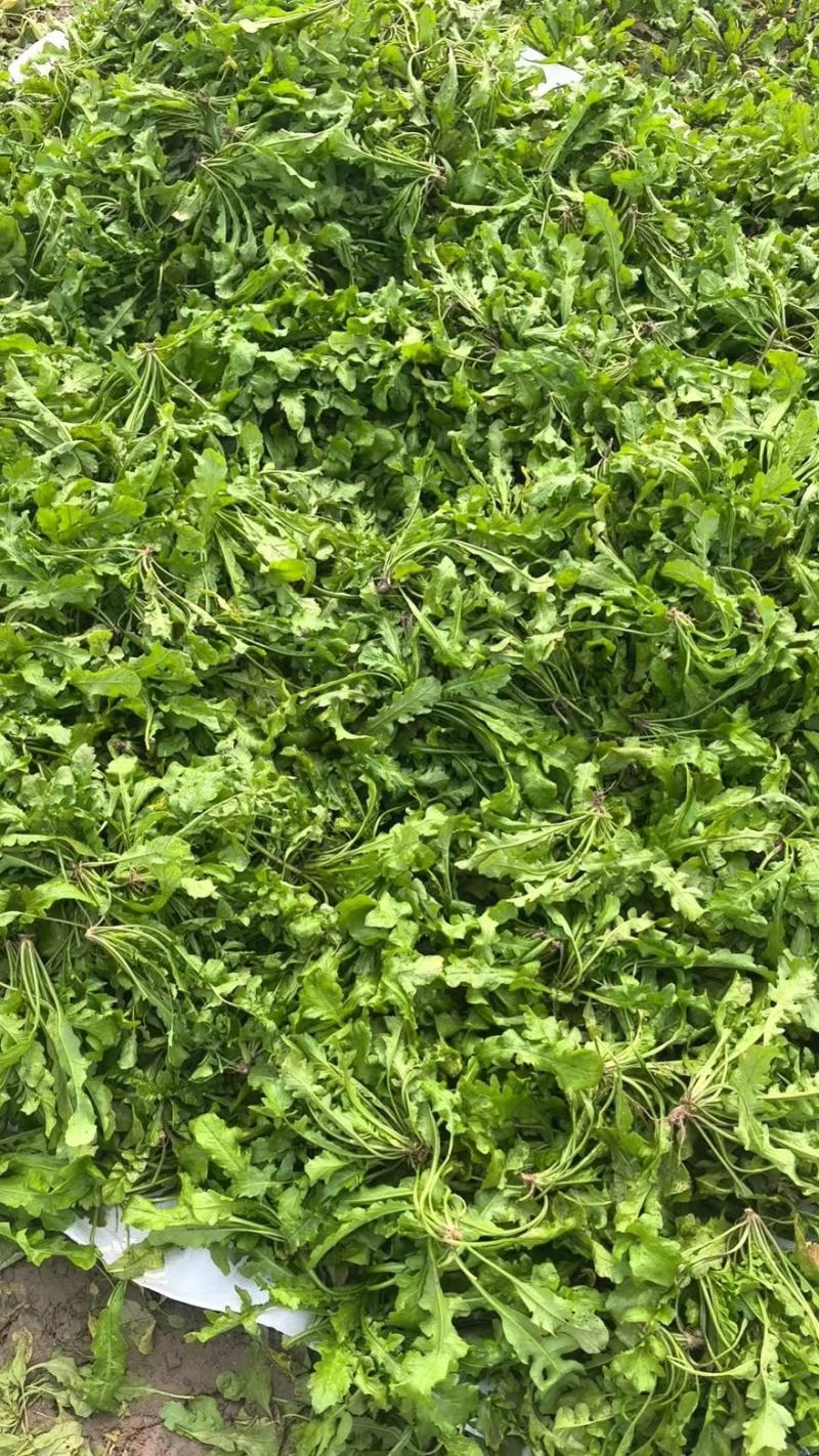 团购已快递已加工厂