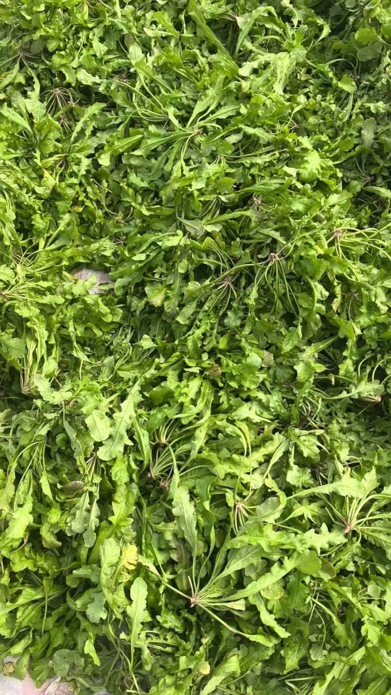 团购已快递已加工厂