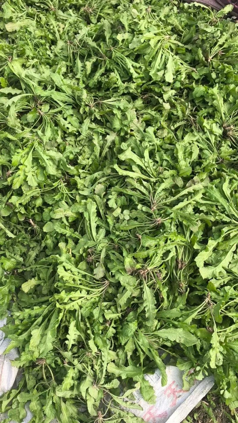 团购已快递已加工厂