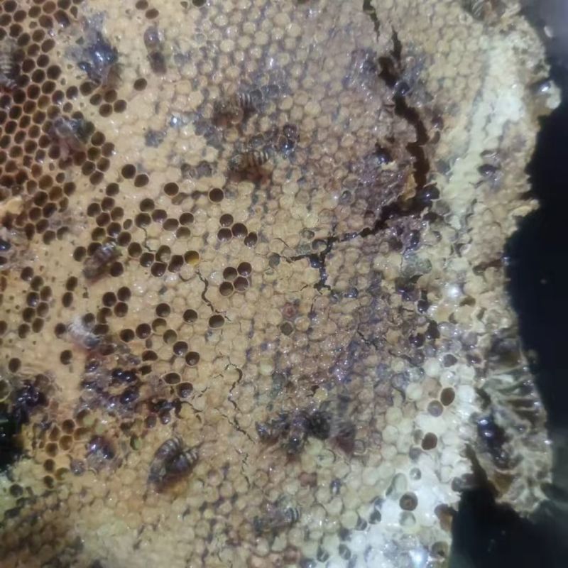 土蜂蜜正宗自己家养的土蜂蜜