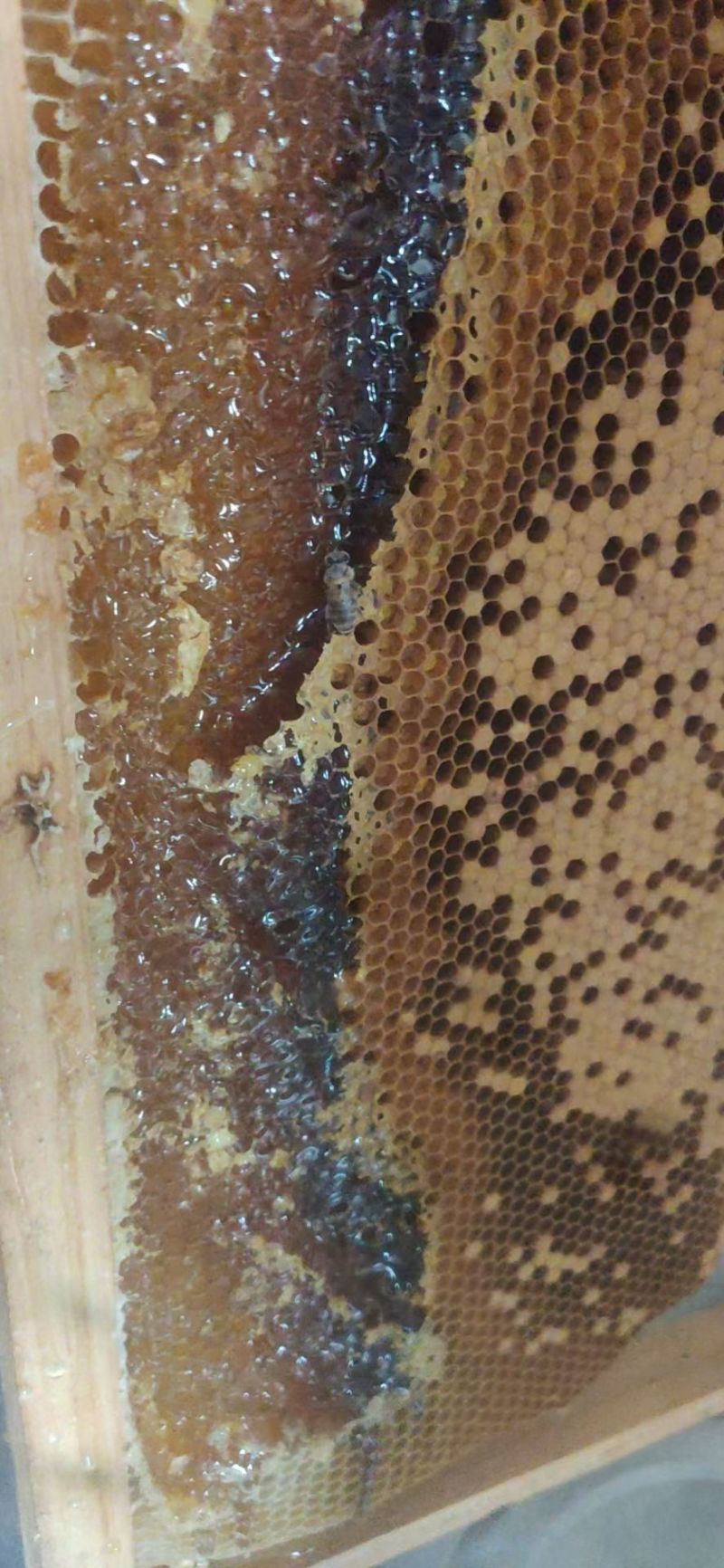 土蜂蜜正宗自己家养的土蜂蜜