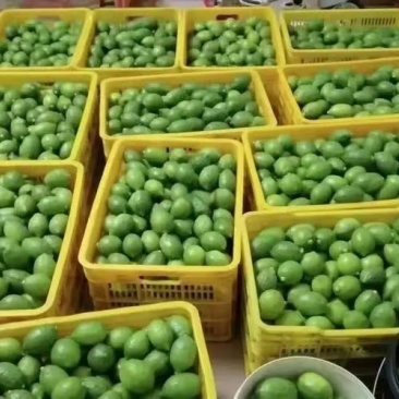 云南巍山香水柠檬基地直供一级果