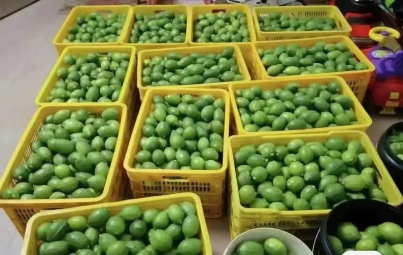 云南巍山香水柠檬基地直供一级果