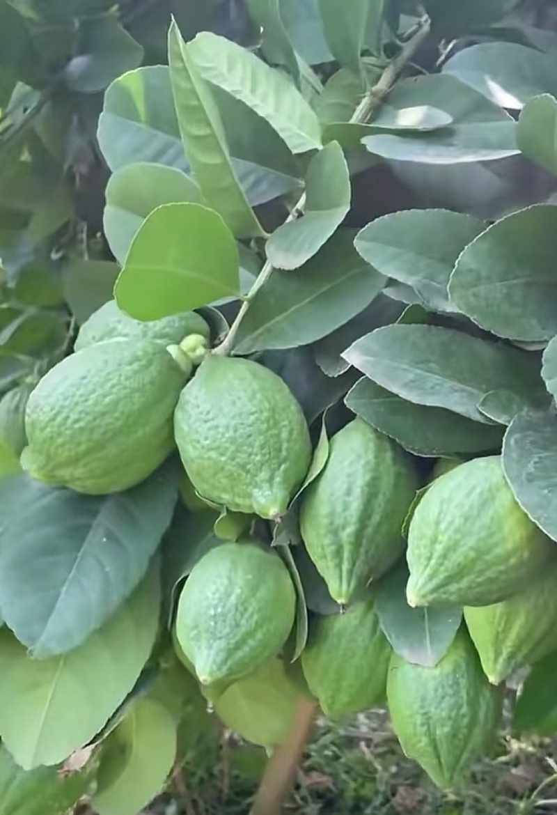 云南巍山香水柠檬基地直供一级果