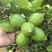 大理巍山香水柠檬基地一级果+套袋+装箱