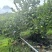 大理巍山香水柠檬基地一级果+套袋+装箱