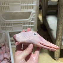 鸭头
