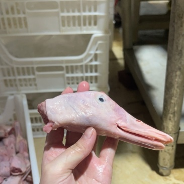 鸭头