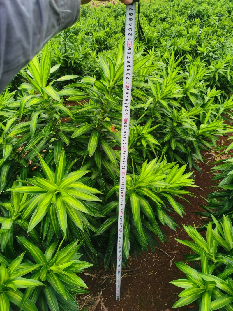 有大量金心百合竹成品出售全部是靓货***********