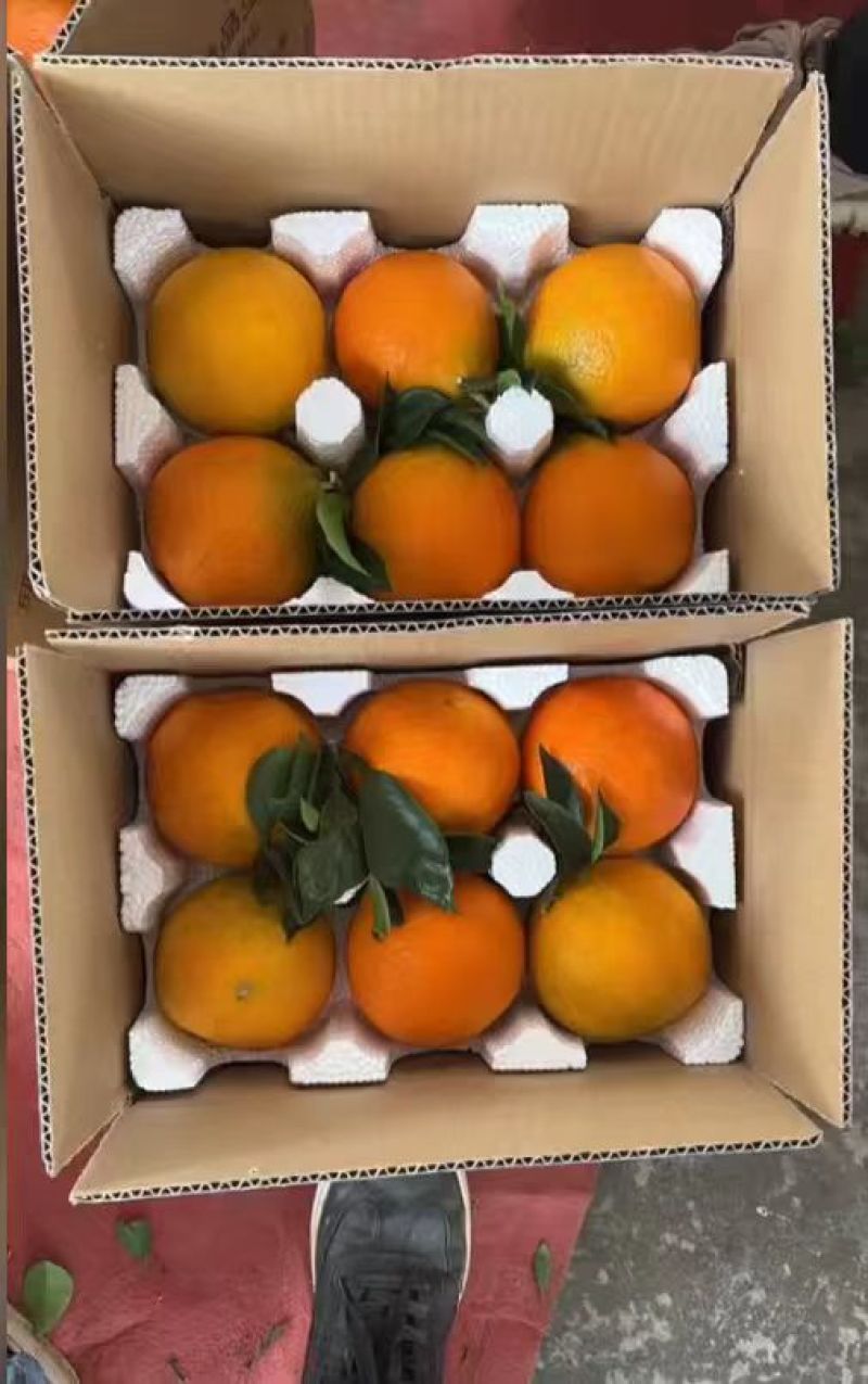 赣南脐橙一件代发对接全国市场