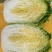 黄心白菜，北京三号白菜