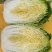 黄心白菜，北京三号白菜