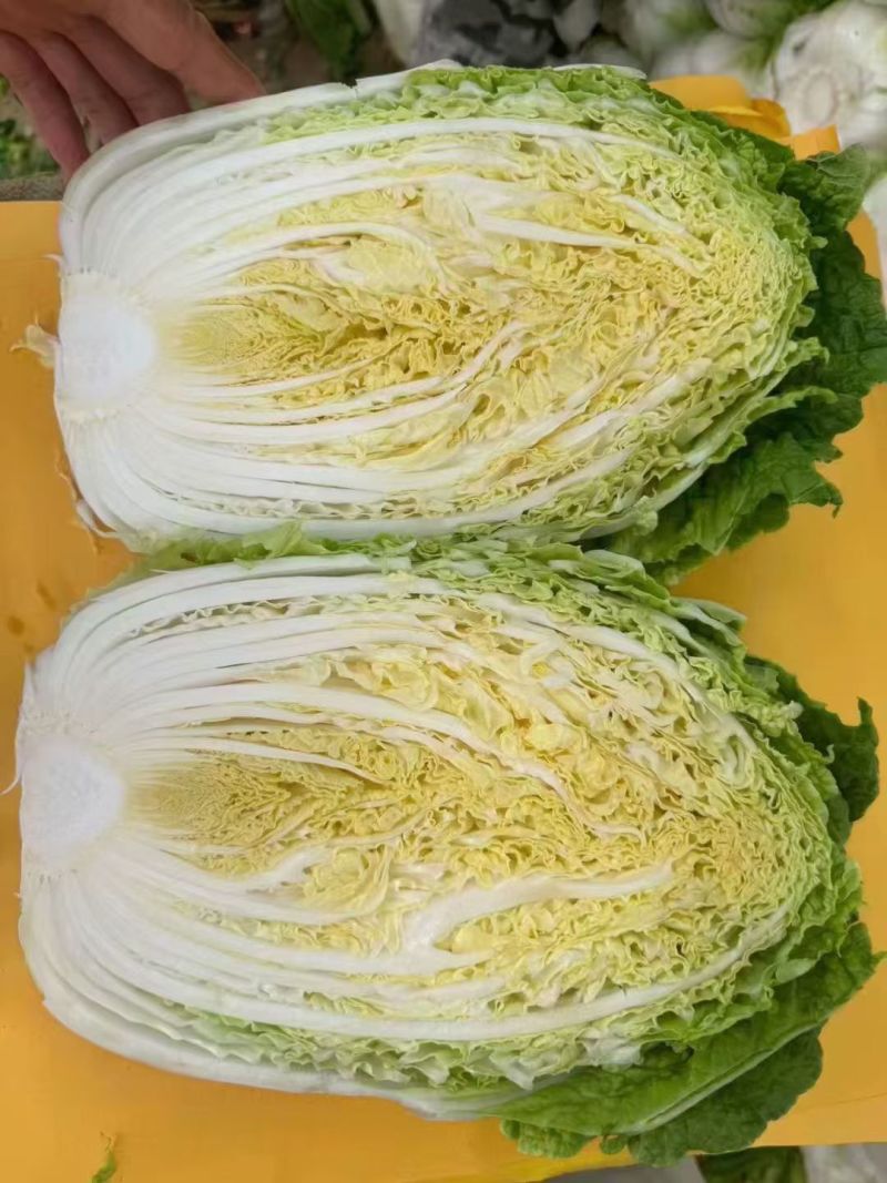 黄心白菜，北京三号白菜