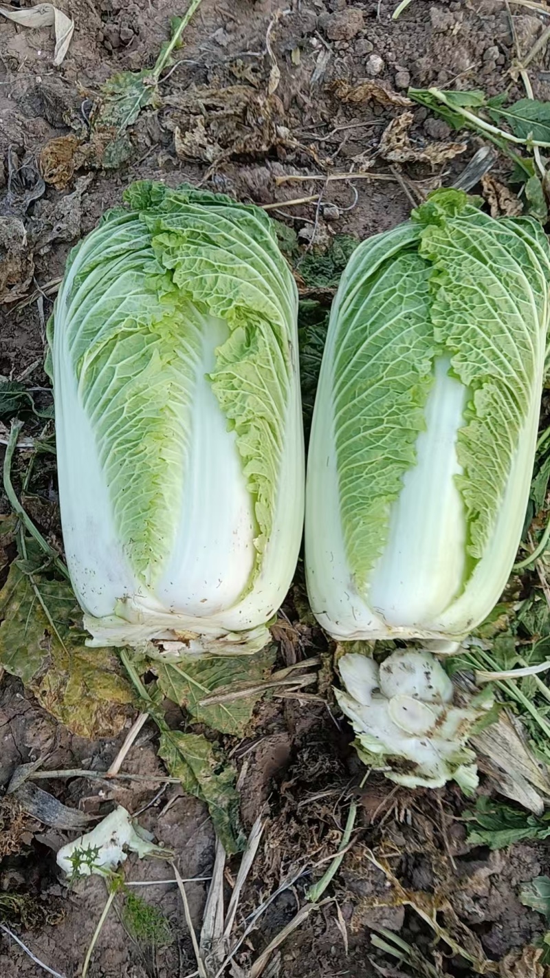 黄心白菜，北京三号白菜
