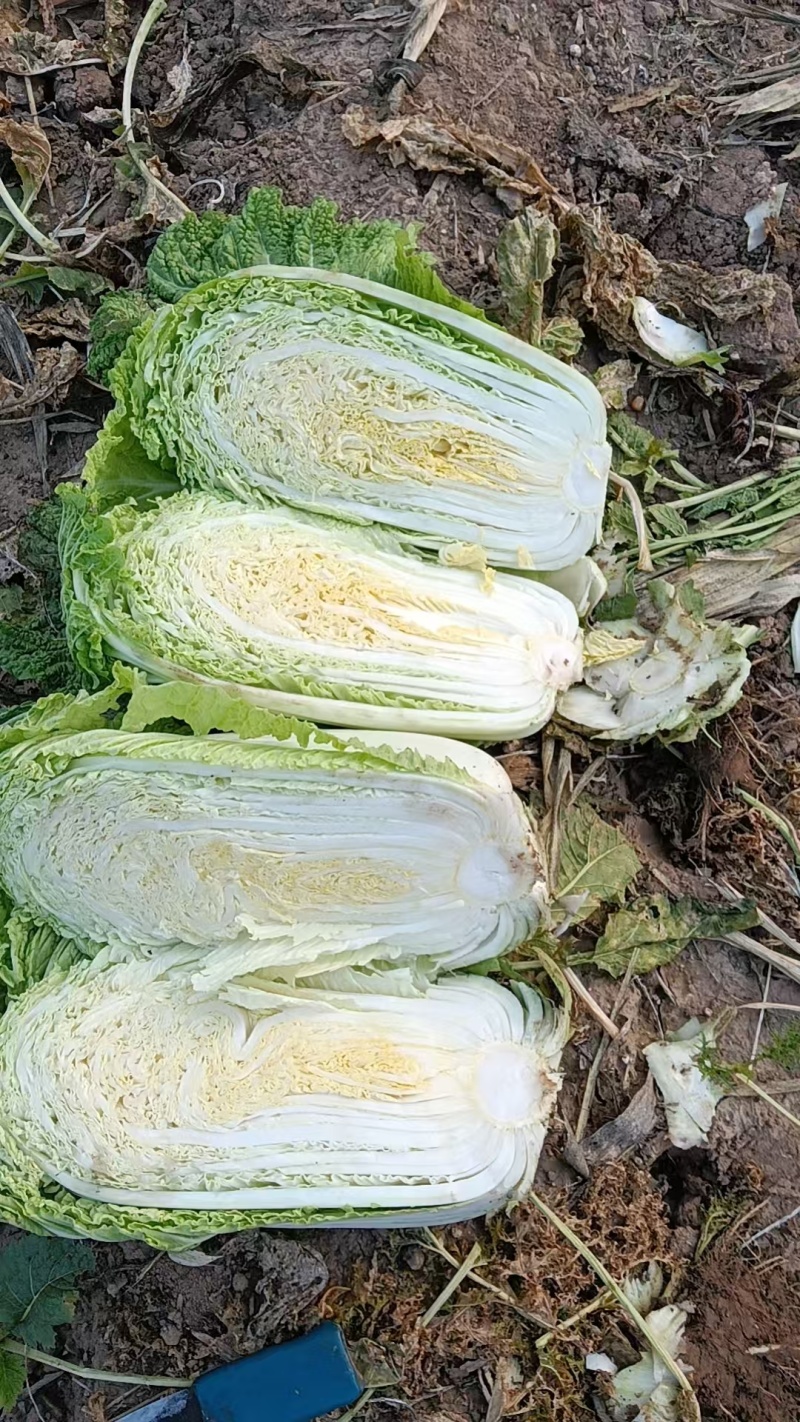 黄心白菜，北京三号白菜