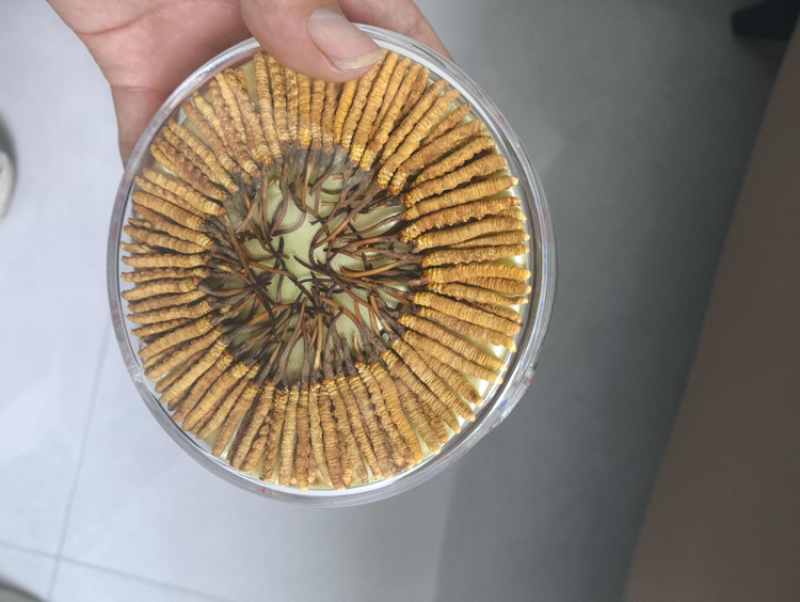 虫草货源充足厂家直销价格实惠联系有惊喜