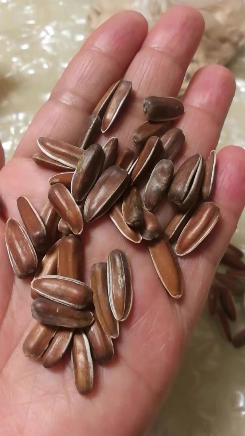 云南大理红瓜子皮薄肉厚香甜不上火