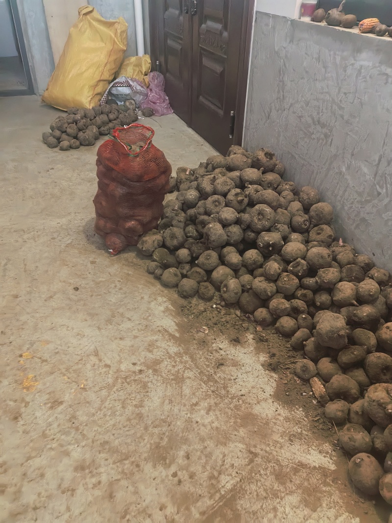 【推荐】筐装精品魔芋耐储存**魔芋豆腐加工需求可视频看货