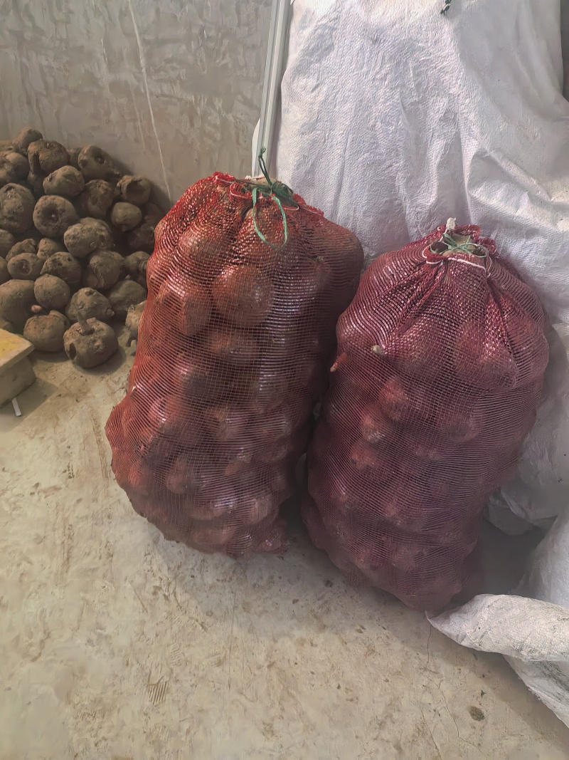 【推荐】筐装精品魔芋耐储存**魔芋豆腐加工需求可视频看货