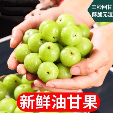 福建新鲜采摘青油甘果余甘果牛甘果商用榨汁煲汤油柑水果