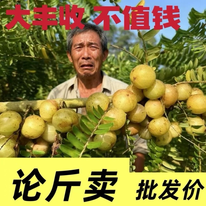 油甘果丙甜油甘甜种油甘产地直发量大价优支持包车顺风车