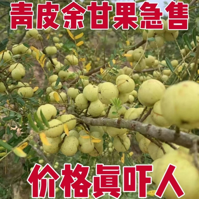 油甘果丙甜油甘甜种油甘产地直发量大价优支持包车顺风车