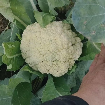 花菜大量现货供应需要的联系支持物流发货