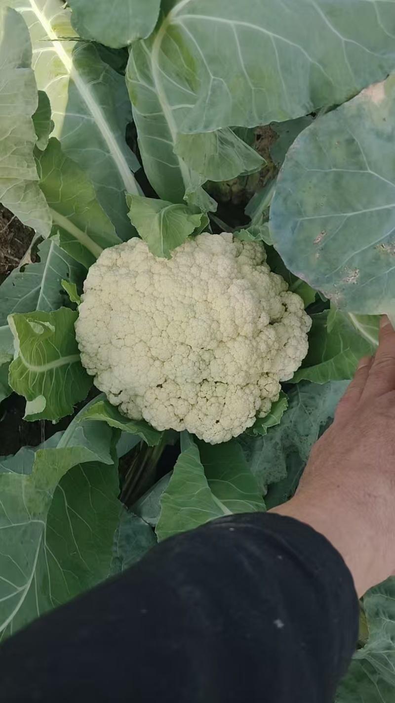 花菜大量现货供应需要的联系支持物流发货