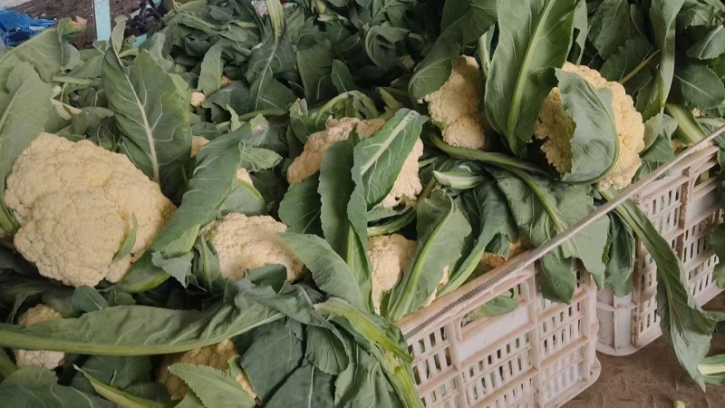 花菜大量现货供应需要的联系支持物流发货