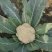 花菜大量现货供应需要的联系支持物流发货
