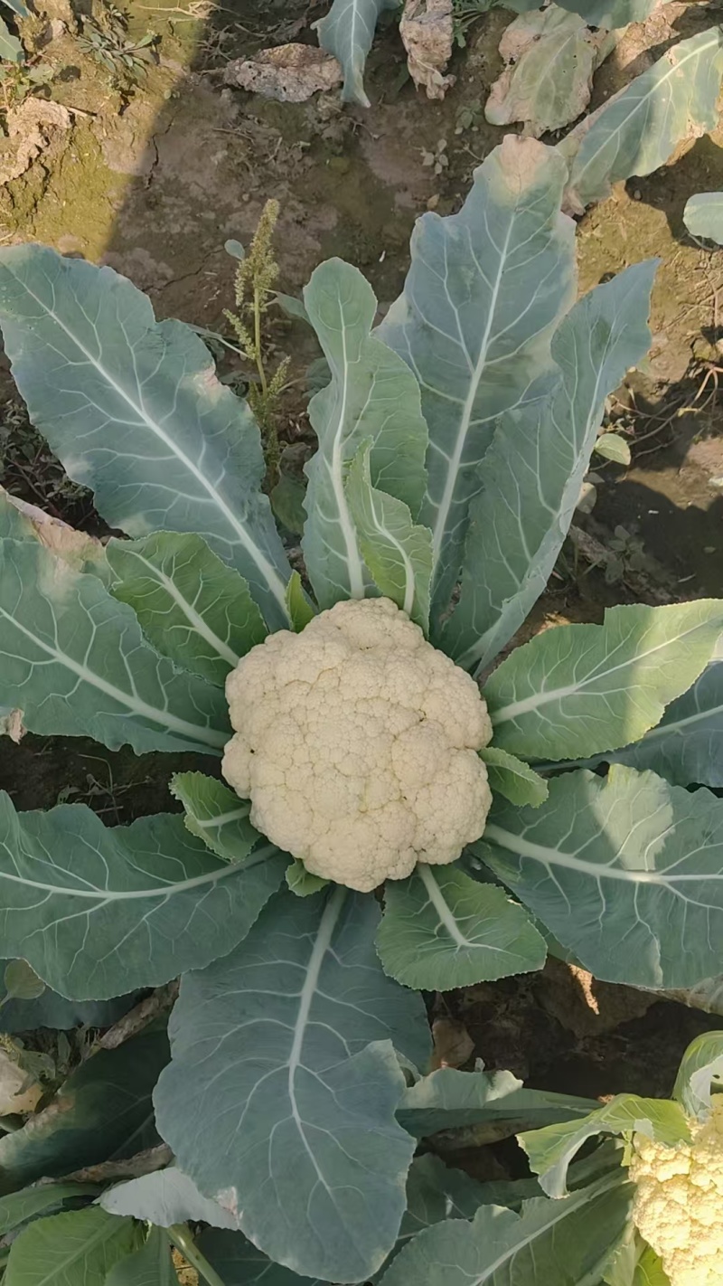 花菜大量现货供应需要的联系支持物流发货