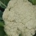 花菜大量现货供应需要的联系支持物流发货