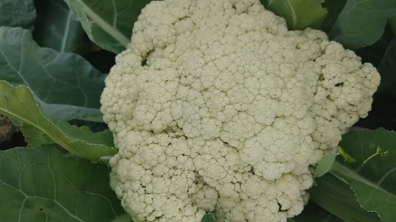 花菜大量现货供应需要的联系支持物流发货