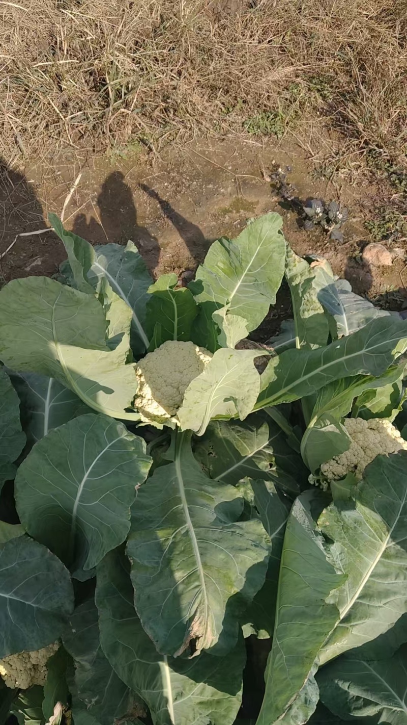 花菜大量现货供应需要的联系支持物流发货