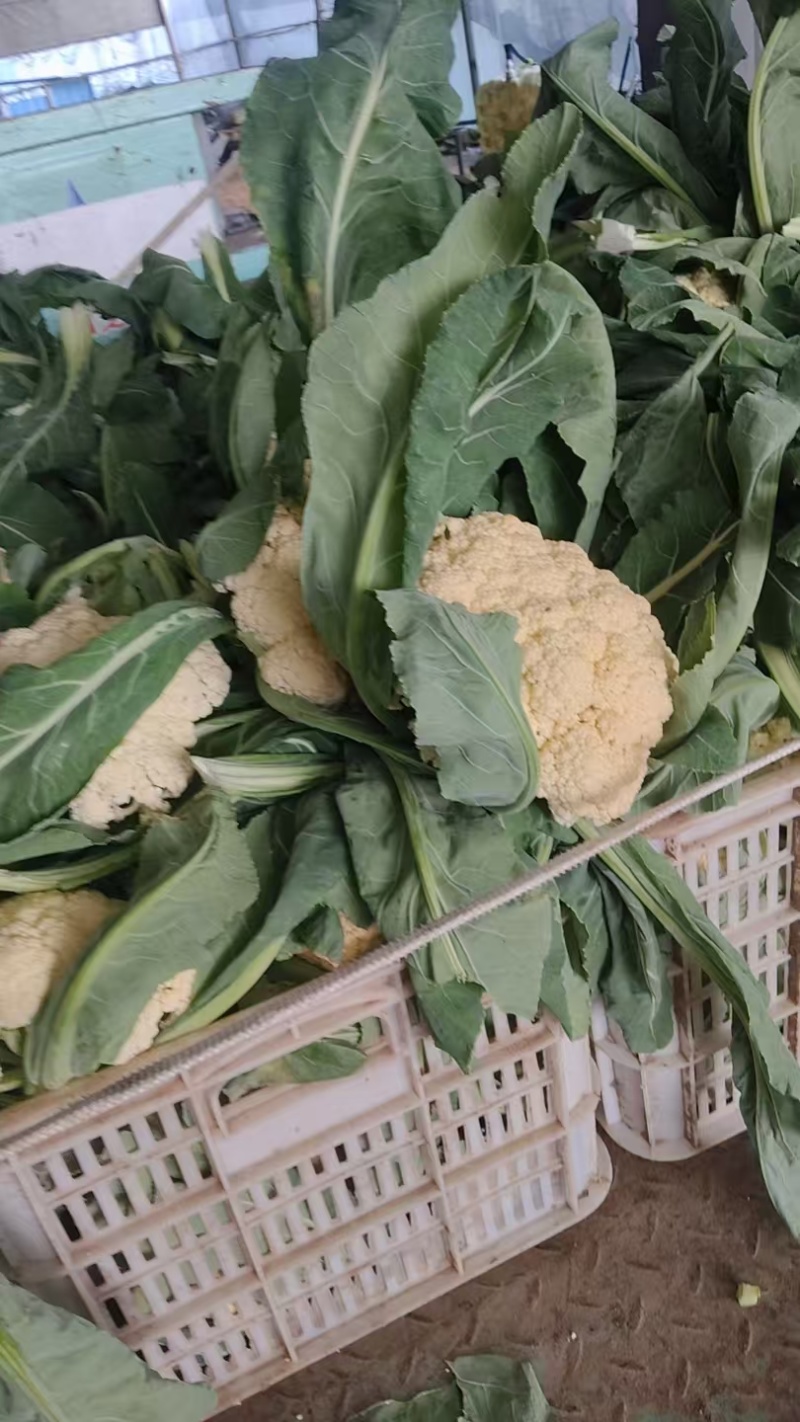 花菜大量现货供应需要的联系支持物流发货