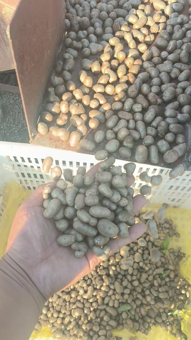 山东山药豆大量上市中产地代发全国各地需要的联系