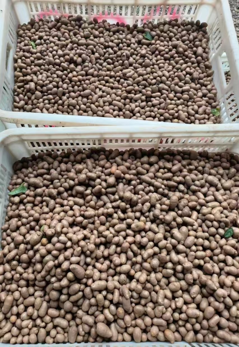 山东山药豆大量上市中产地代发全国各地需要的联系