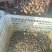 山东山药豆大量上市中产地代发全国各地需要的联系