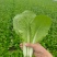优质快菜山东大棚快菜新鲜快菜全年有货全国配送