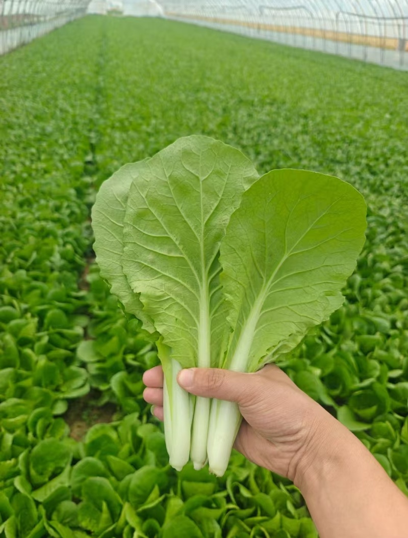 优质快菜山东大棚快菜新鲜快菜全年有货全国配送