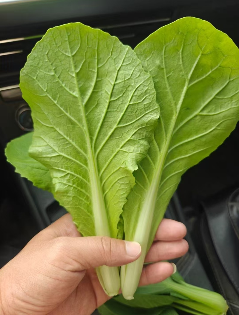 优质快菜山东大棚快菜新鲜快菜全年有货全国配送