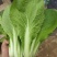 优质快菜山东大棚快菜新鲜快菜全年有货全国配送