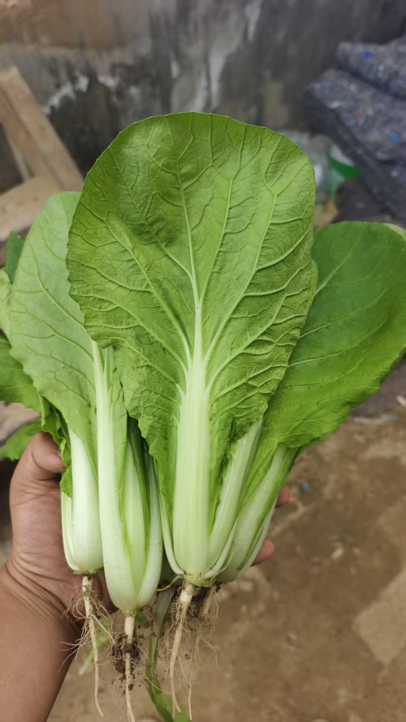 优质快菜山东大棚快菜新鲜快菜全年有货全国配送