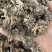 精品毛头野生猫爪草
