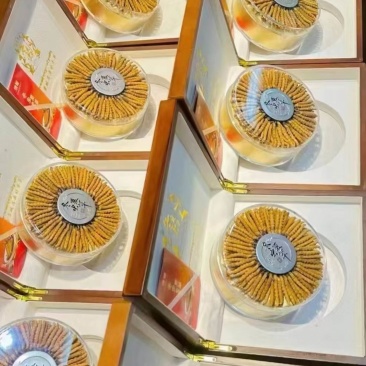 那曲虫草源头产地直供品质保证开箱验货货到满意付款