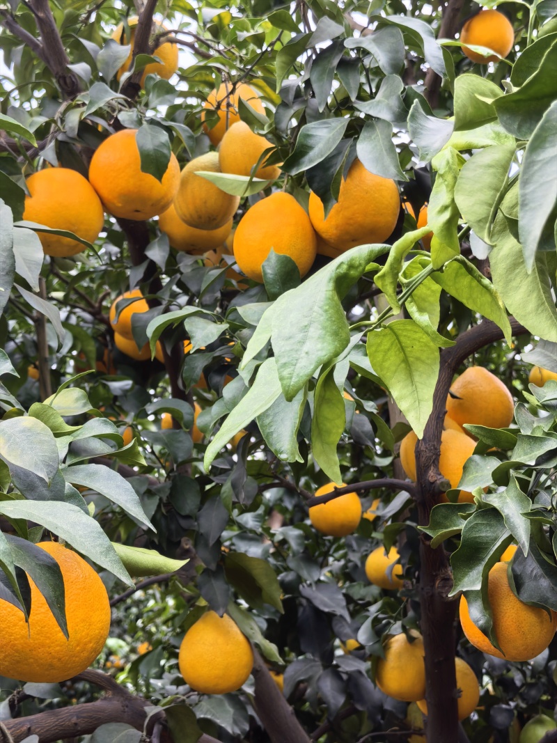 四川眉山爱媛果冻橙，皮薄无籽脆甜！自家果园，现摘现发！