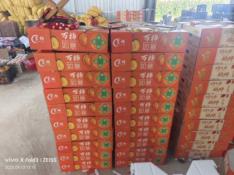 陕西巧克力脆柿大量供应，质量三包，代发全国，毛毛钱走车。