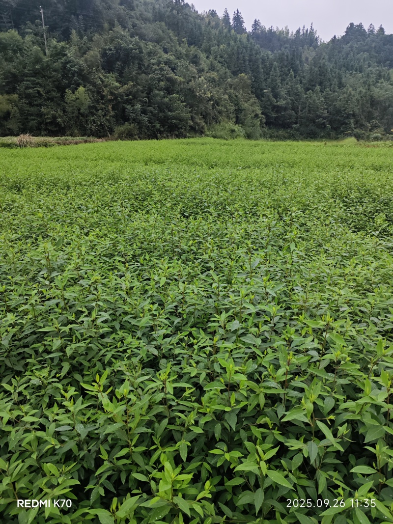优质高产改良木姜子苗高产易管理成熟快周期短高成活发全国