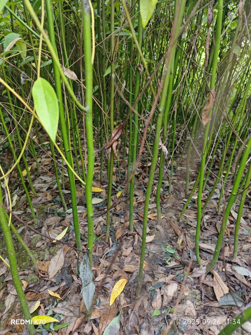 优质高产改良木姜子苗高产易管理成熟快周期短高成活发全国
